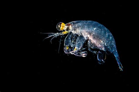 Plankton .